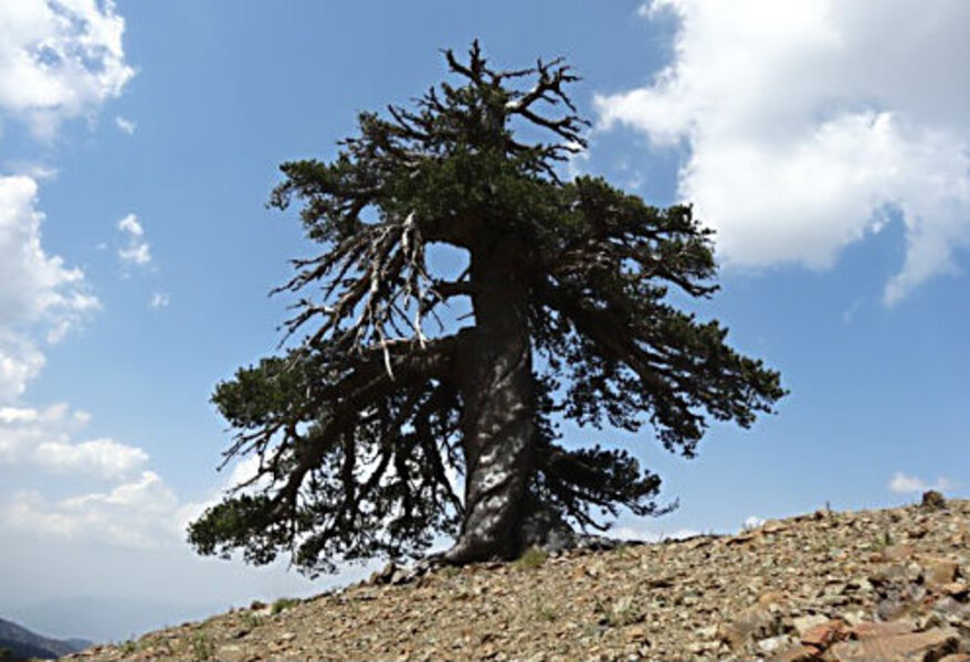 This tree in Greece is Europe's oldest known living tree
